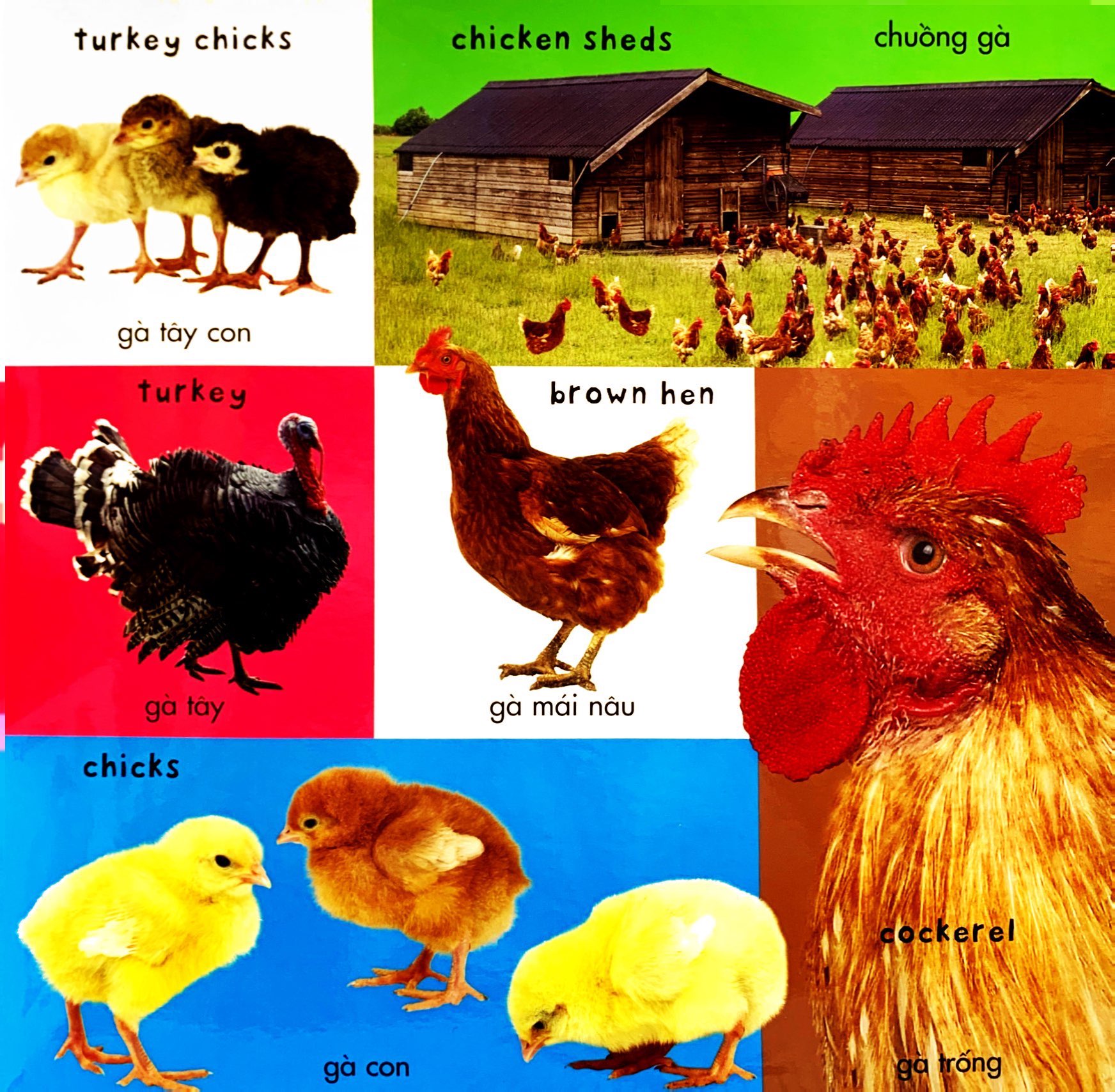 từ vựng đầu đời của bé - 100 từ vựng đầu tiên về trang trại - Ảnh 6