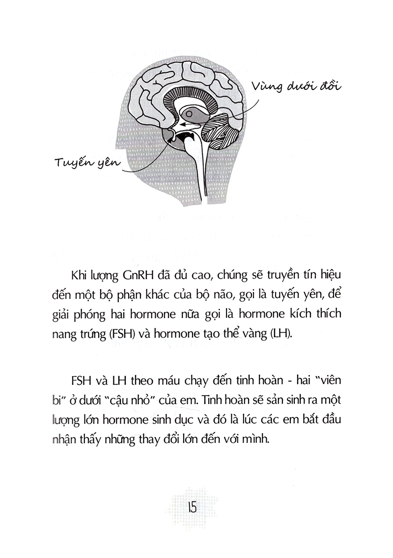 tuổi dậy thì - từ “cậu bé” đến “anh chàng - Ảnh 12