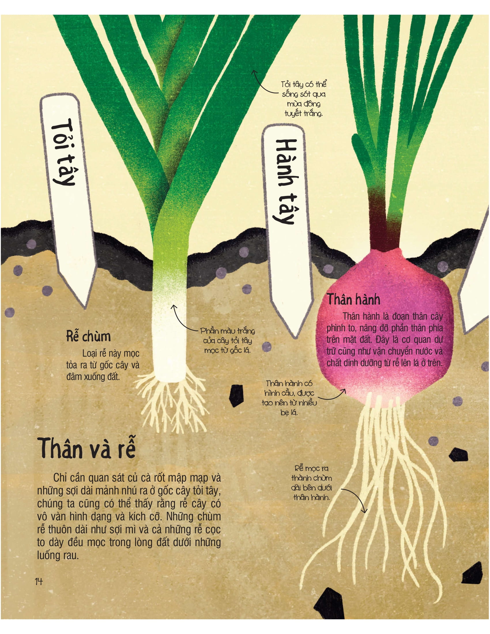 under your feet - dưới đôi bàn chân bạn - đất, cát và ti tỉ thứ dưới lòng đất - Ảnh 15