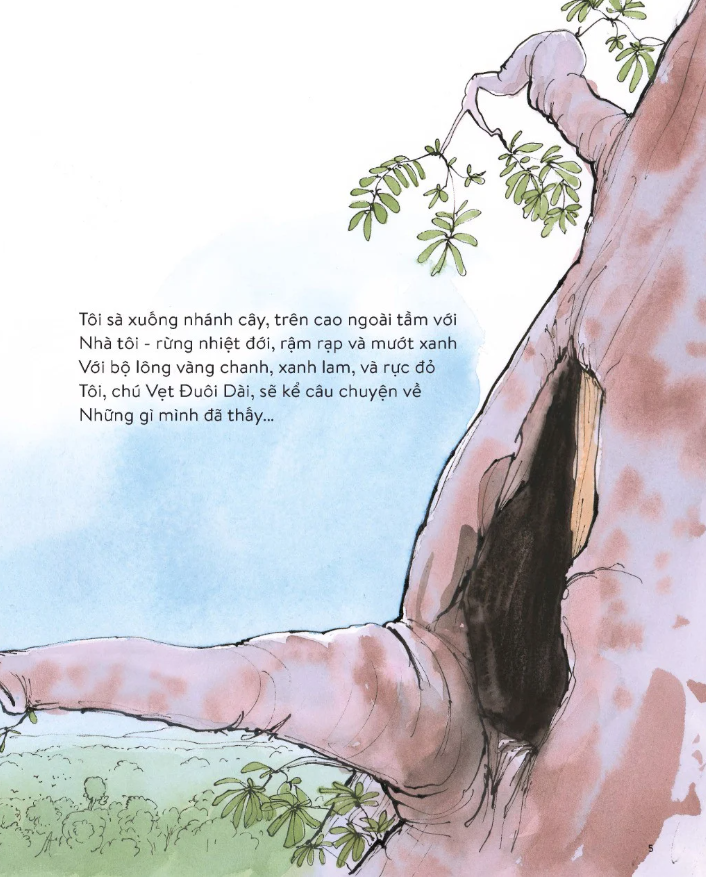 vẹt đuôi dài đã trông thấy gì? - Ảnh 4