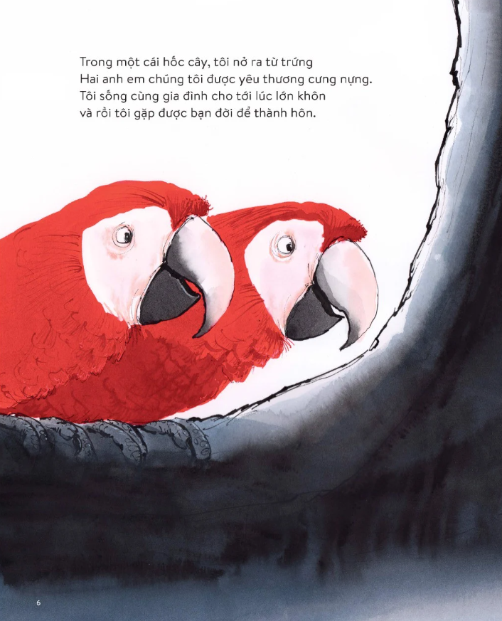 vẹt đuôi dài đã trông thấy gì? - Ảnh 5