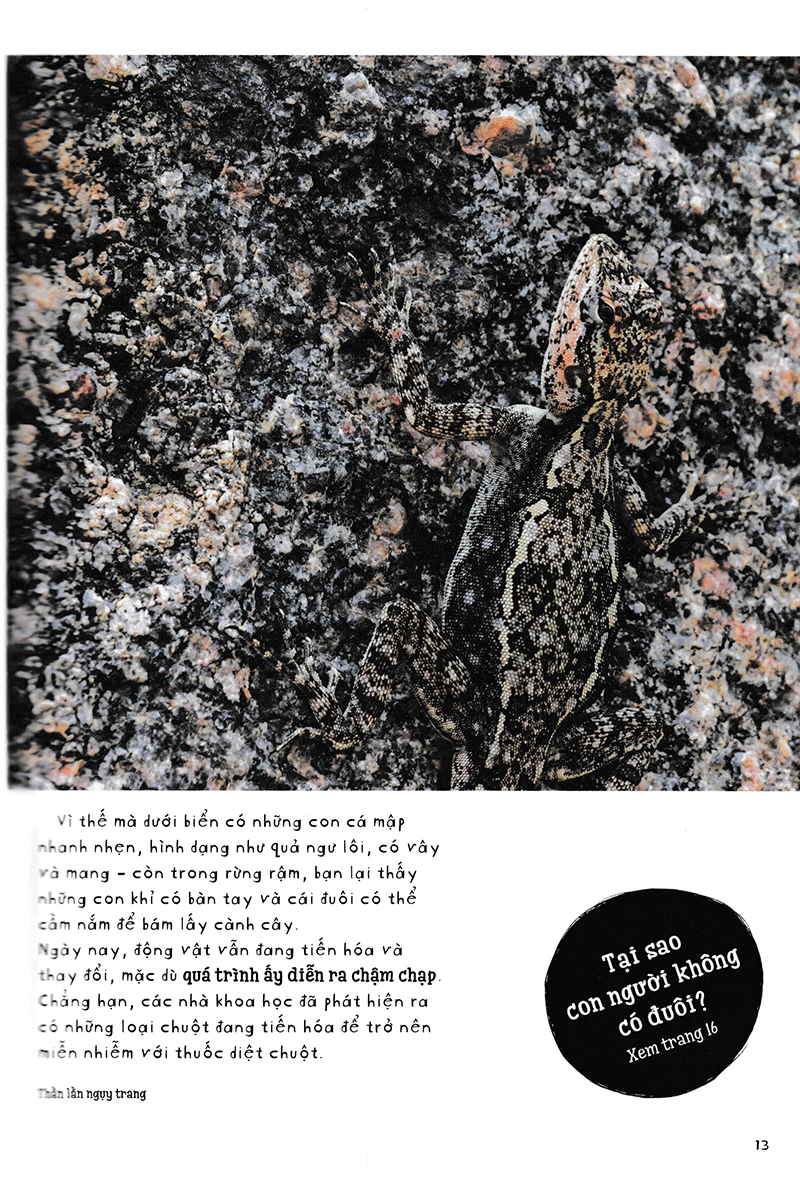 vì sao cá không bị ngộp nước? (và những câu hỏi then chốt khác về giới động vật) (tái bản 2019) - Ảnh 10