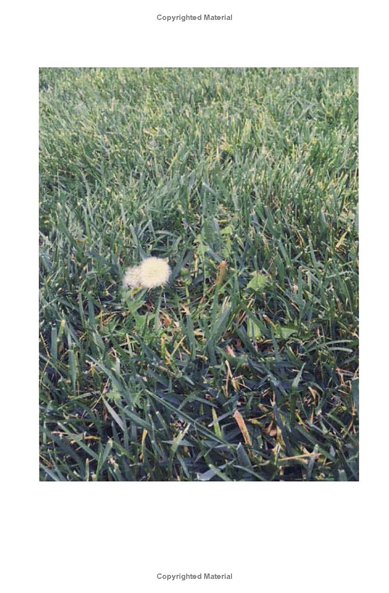 violet bent backwards over the grass - Ảnh 4