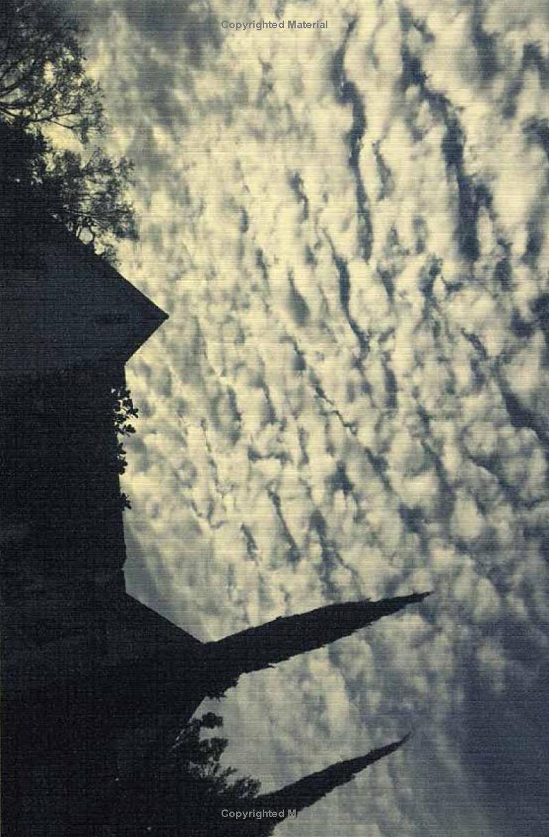 violet bent backwards over the grass - Ảnh 8