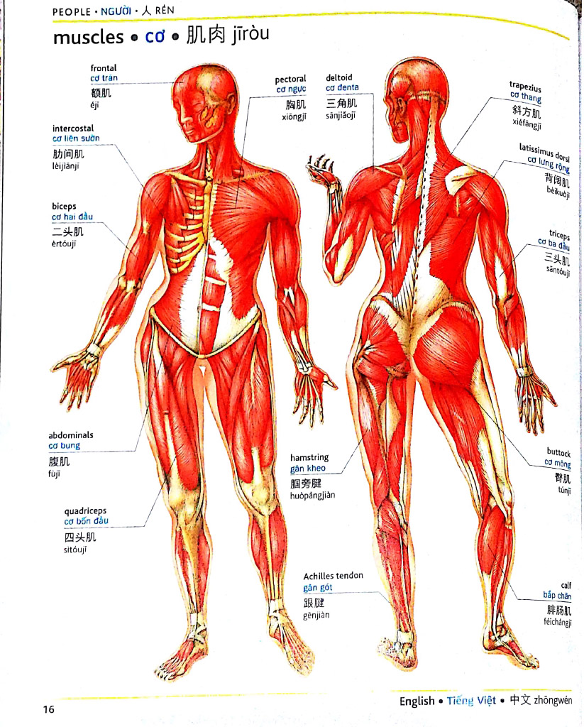 visual english vietnamese chinese trillingual dictinonary - Ảnh 7