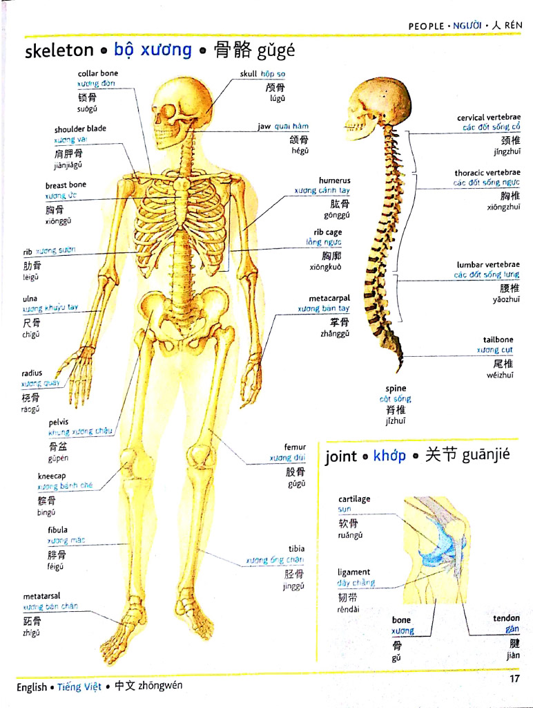 visual english vietnamese chinese trillingual dictinonary - Ảnh 8