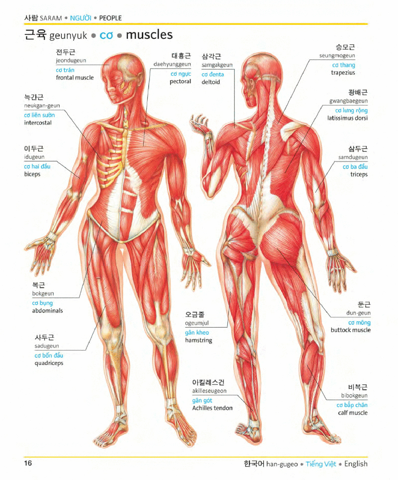 visual korean vietnamese english trilingual dictionary - Ảnh 15