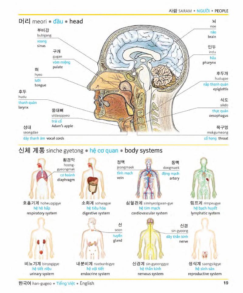 visual korean vietnamese english trilingual dictionary - Ảnh 18