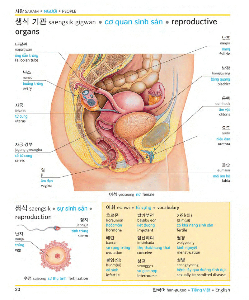 visual korean vietnamese english trilingual dictionary - Ảnh 19
