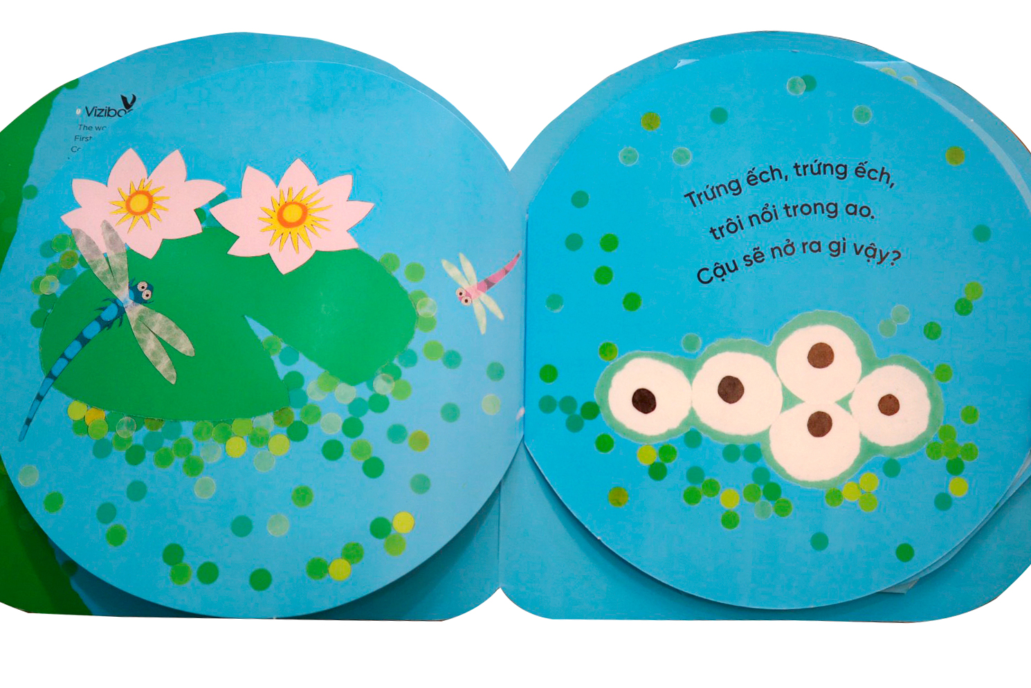 vòng đời kỳ diệu - ếch xanh bé nhỏ - Ảnh 2