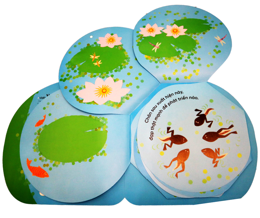 vòng đời kỳ diệu - ếch xanh bé nhỏ - Ảnh 5