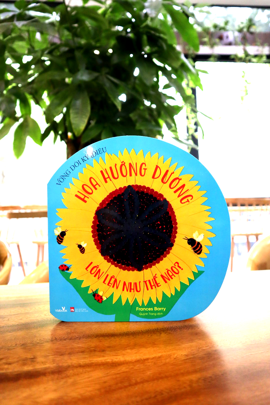 vòng đời kỳ diệu - hoa hướng dương lớn lên như thế nào? - Ảnh 2