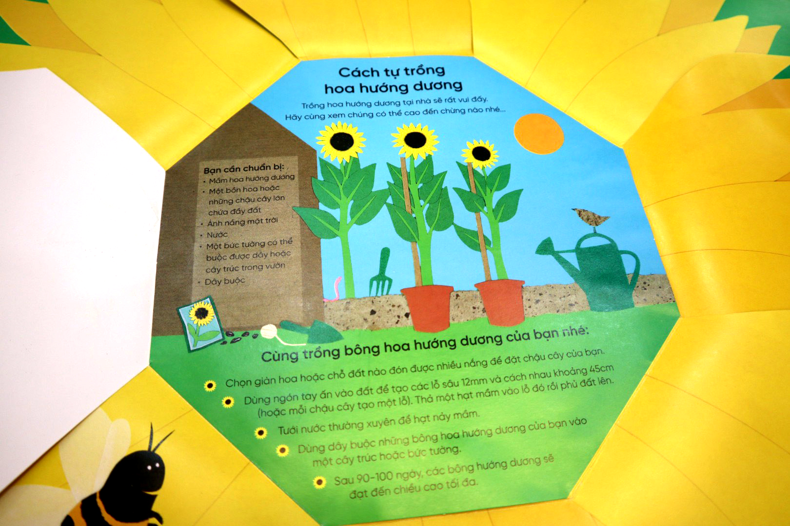 vòng đời kỳ diệu - hoa hướng dương lớn lên như thế nào? - Ảnh 3