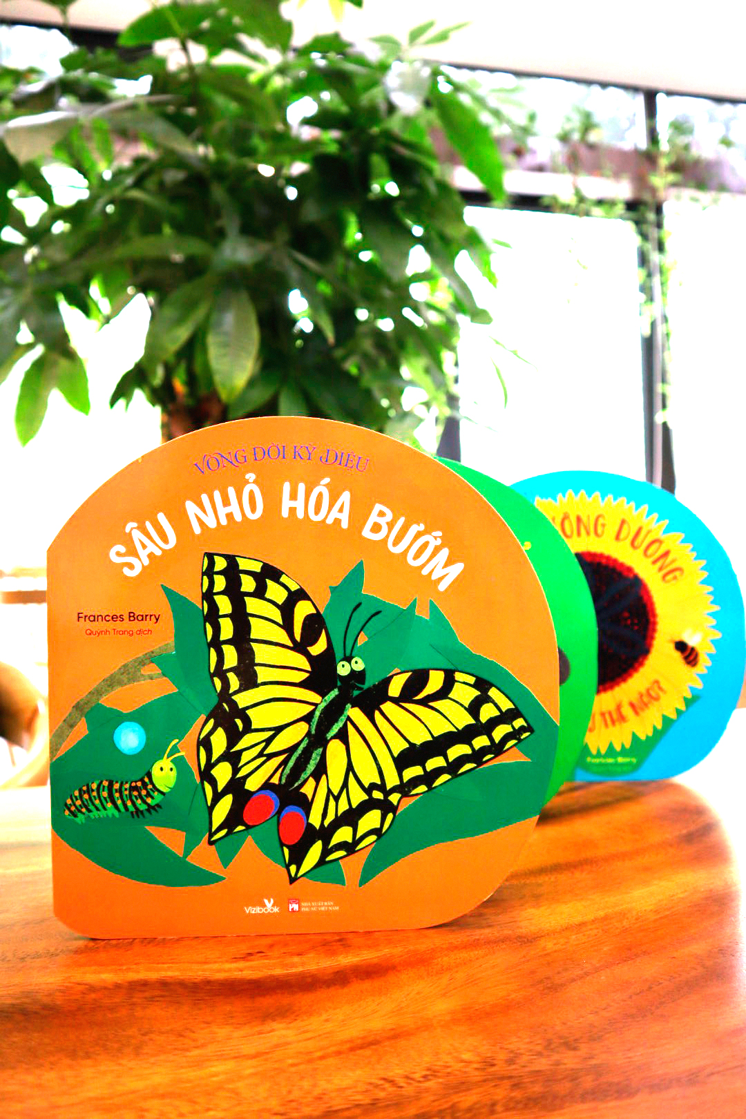 vòng đời kỳ diệu - sâu nhỏ hóa bướm - Ảnh 2