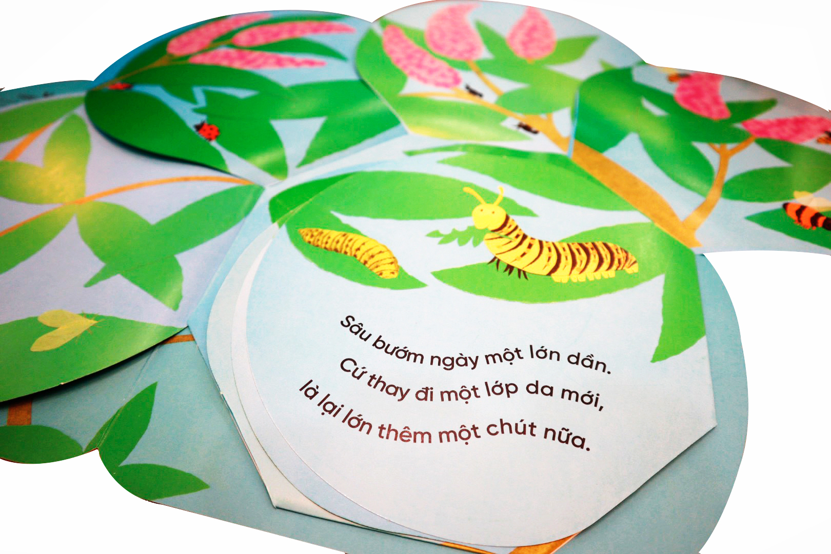 vòng đời kỳ diệu - sâu nhỏ hóa bướm - Ảnh 4