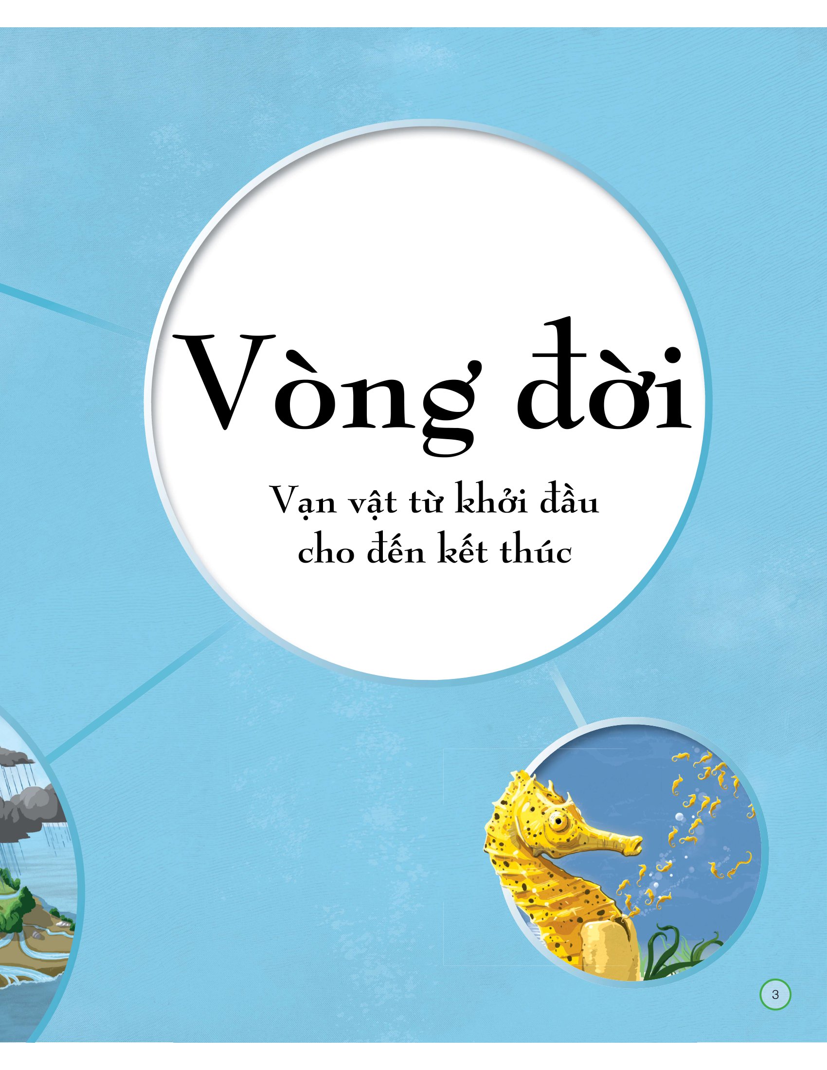 vòng đời - life cycles - Ảnh 6