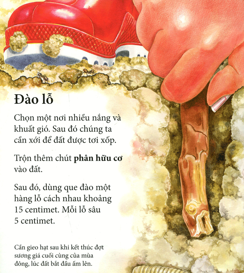 vòng quay sự sống - cây ơi lớn mau - Ảnh 3