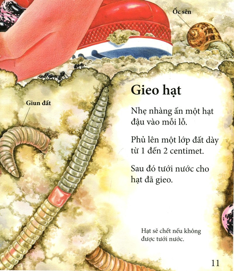 vòng quay sự sống - cây ơi lớn mau - Ảnh 5