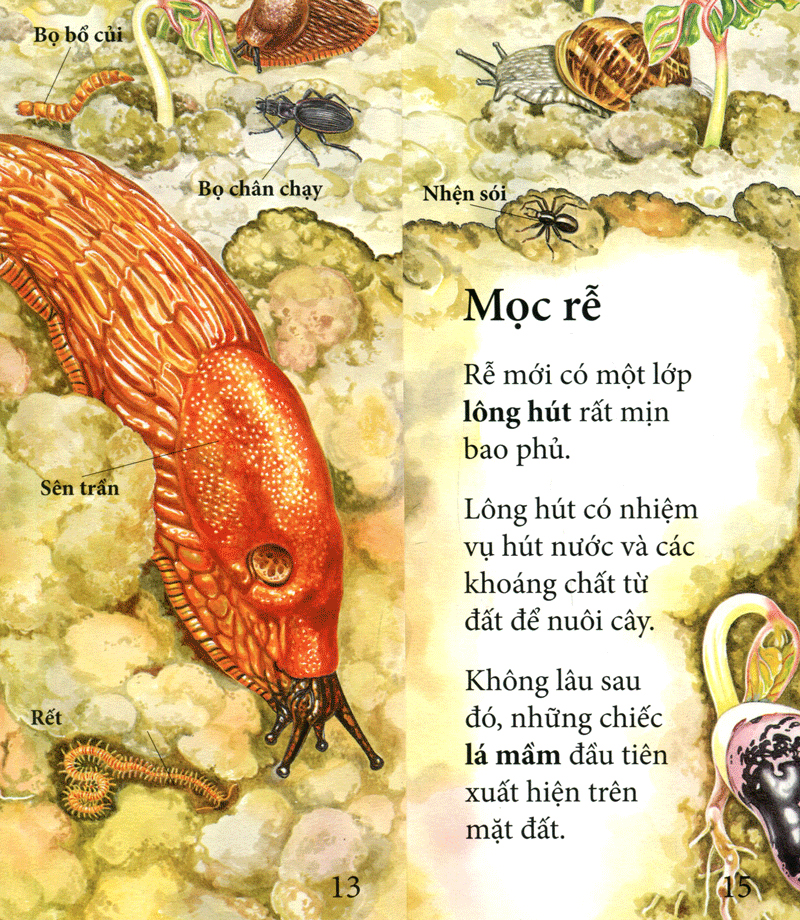 vòng quay sự sống - cây ơi lớn mau - Ảnh 7