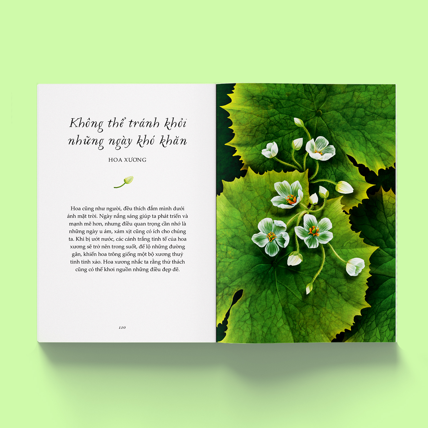 vươn mình như những đoá hoa - những bài học nhỏ để có nguồn vui và an lành bất tận - Ảnh 5