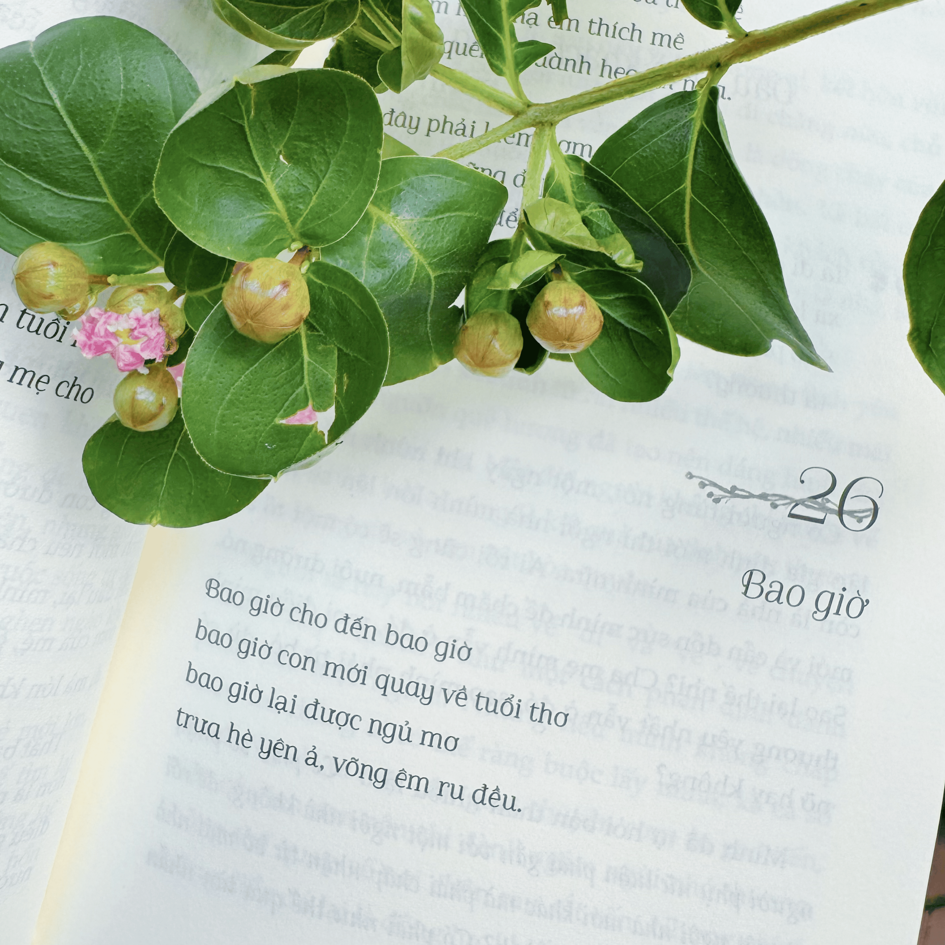 Vườn Nhà Có Nắng Trong Lòng Nở Hoa - Tặng Kèm Postcard - Ảnh 5