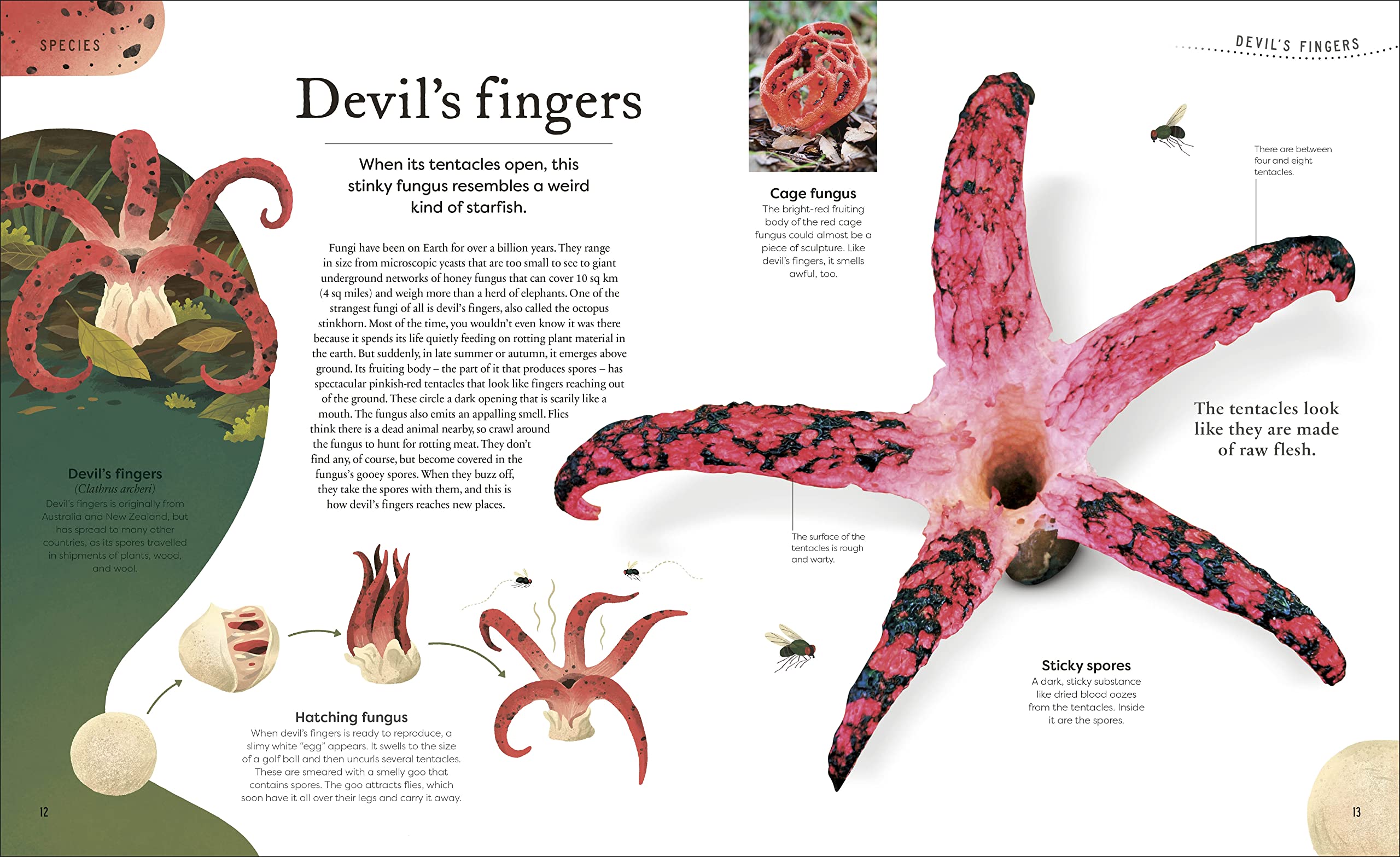 weird and wonderful nature -tales of more than 100 unique animals, plants, and phenomena - Ảnh 3