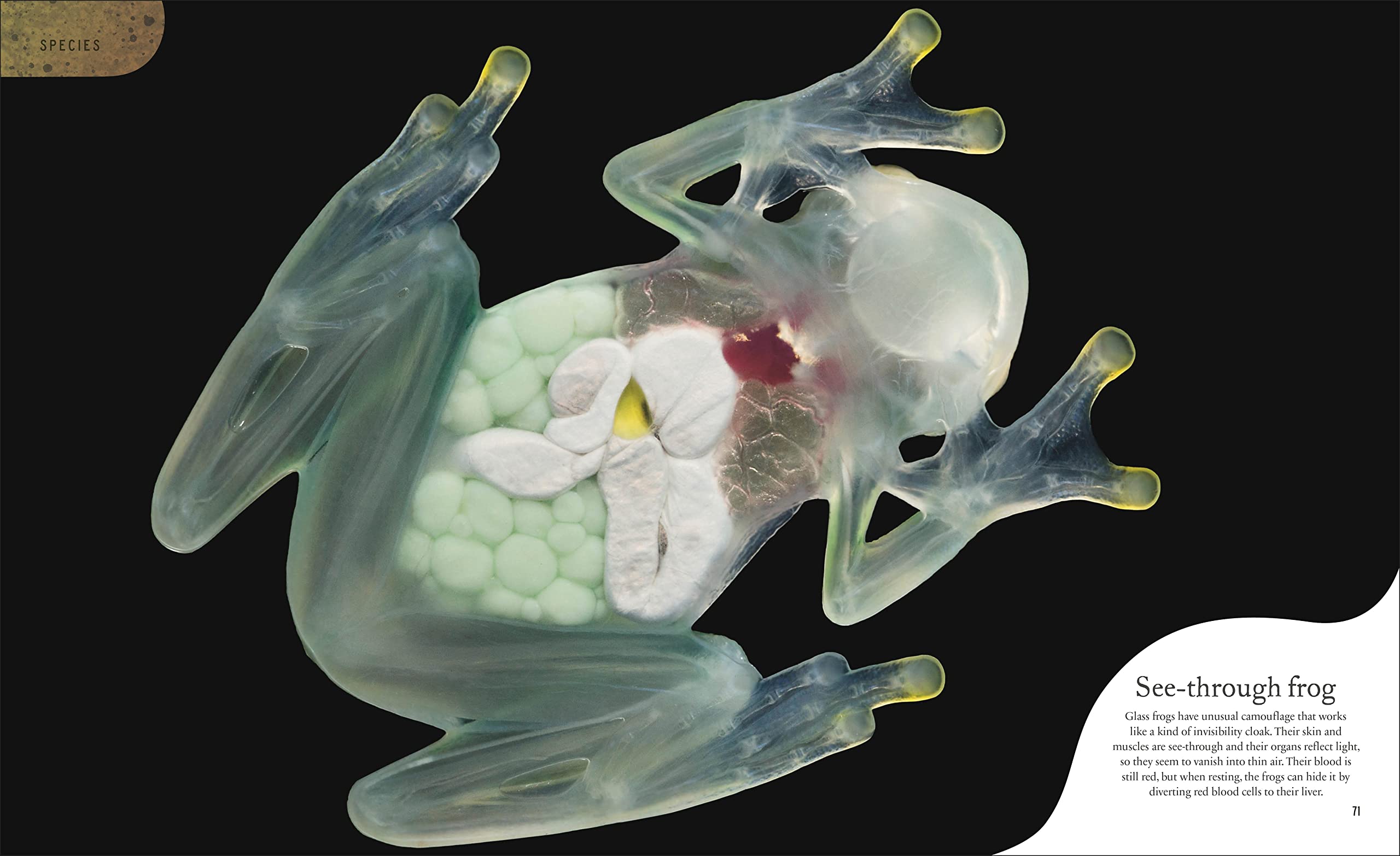 weird and wonderful nature -tales of more than 100 unique animals, plants, and phenomena - Ảnh 4