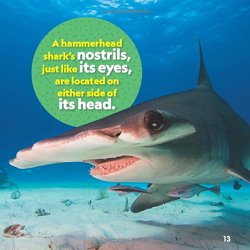 weird but true! sharks - Ảnh 9