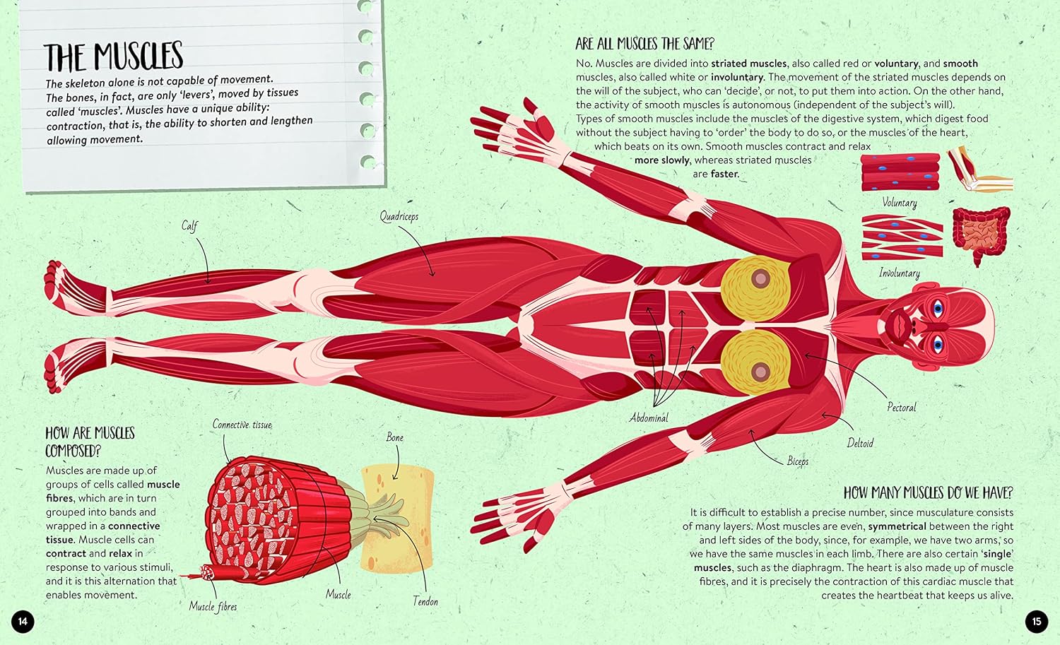 what how why human body - Ảnh 3