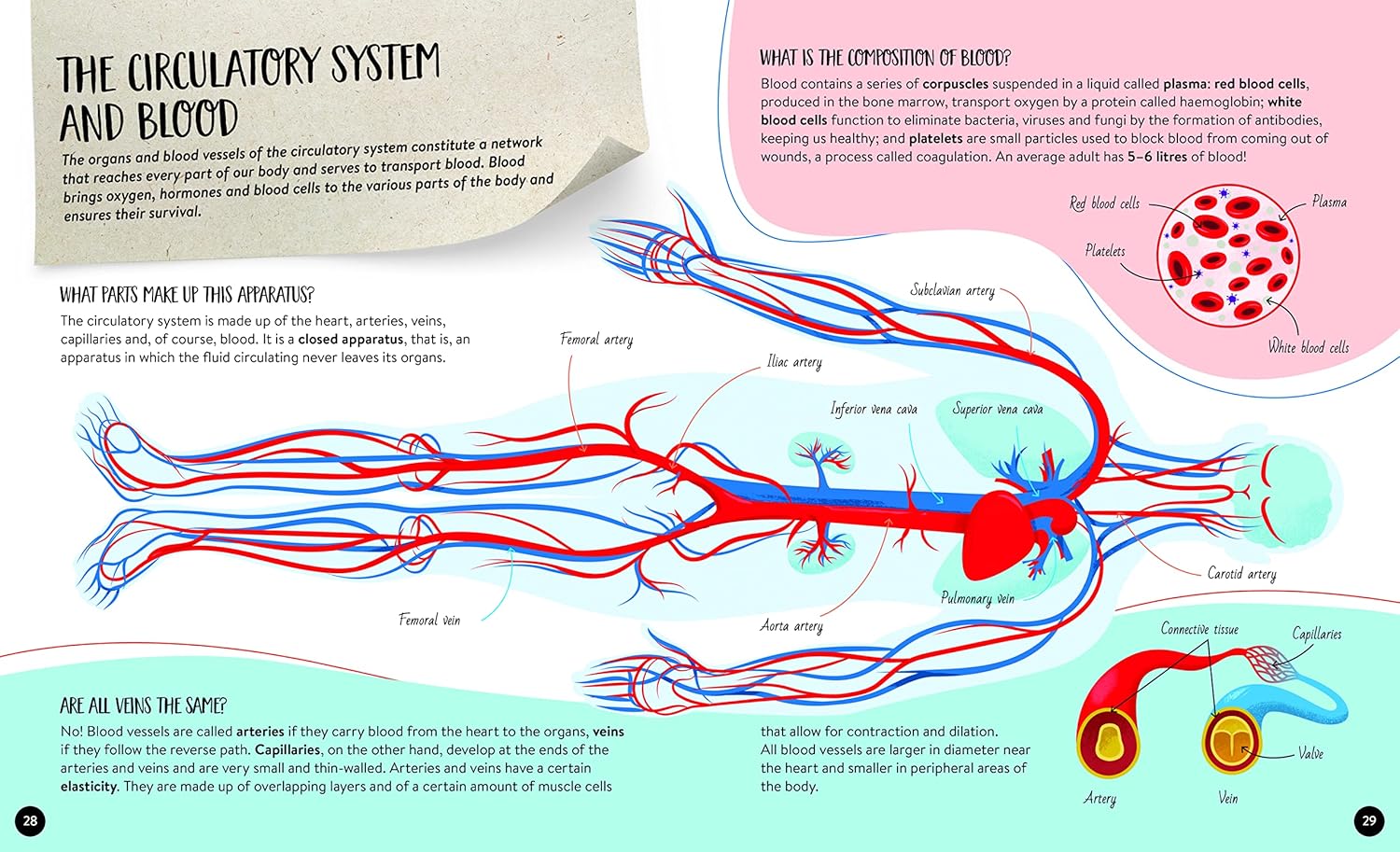 what how why human body - Ảnh 4