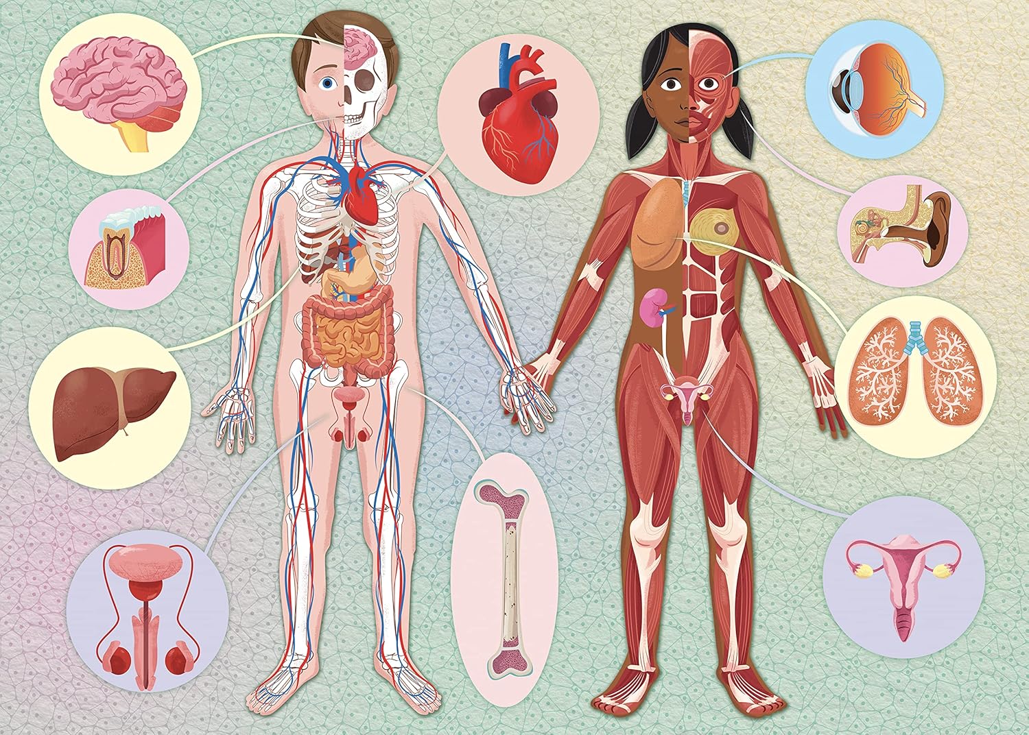 what how why human body - Ảnh 5