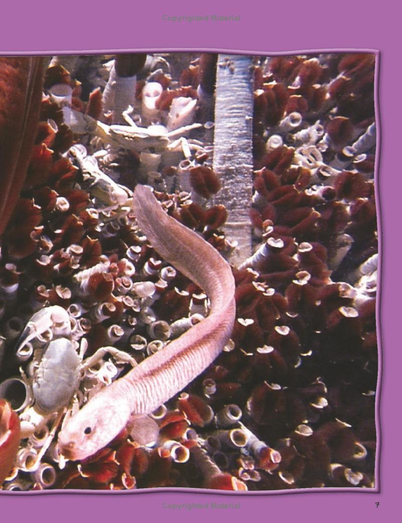 wild about oceans - Ảnh 5