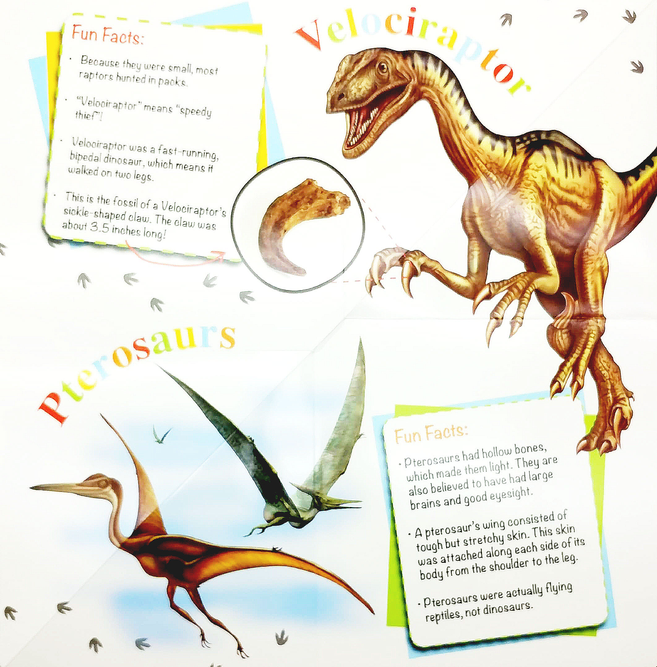 wonder of learning - discover dinosaurs foldout reference book - Ảnh 4