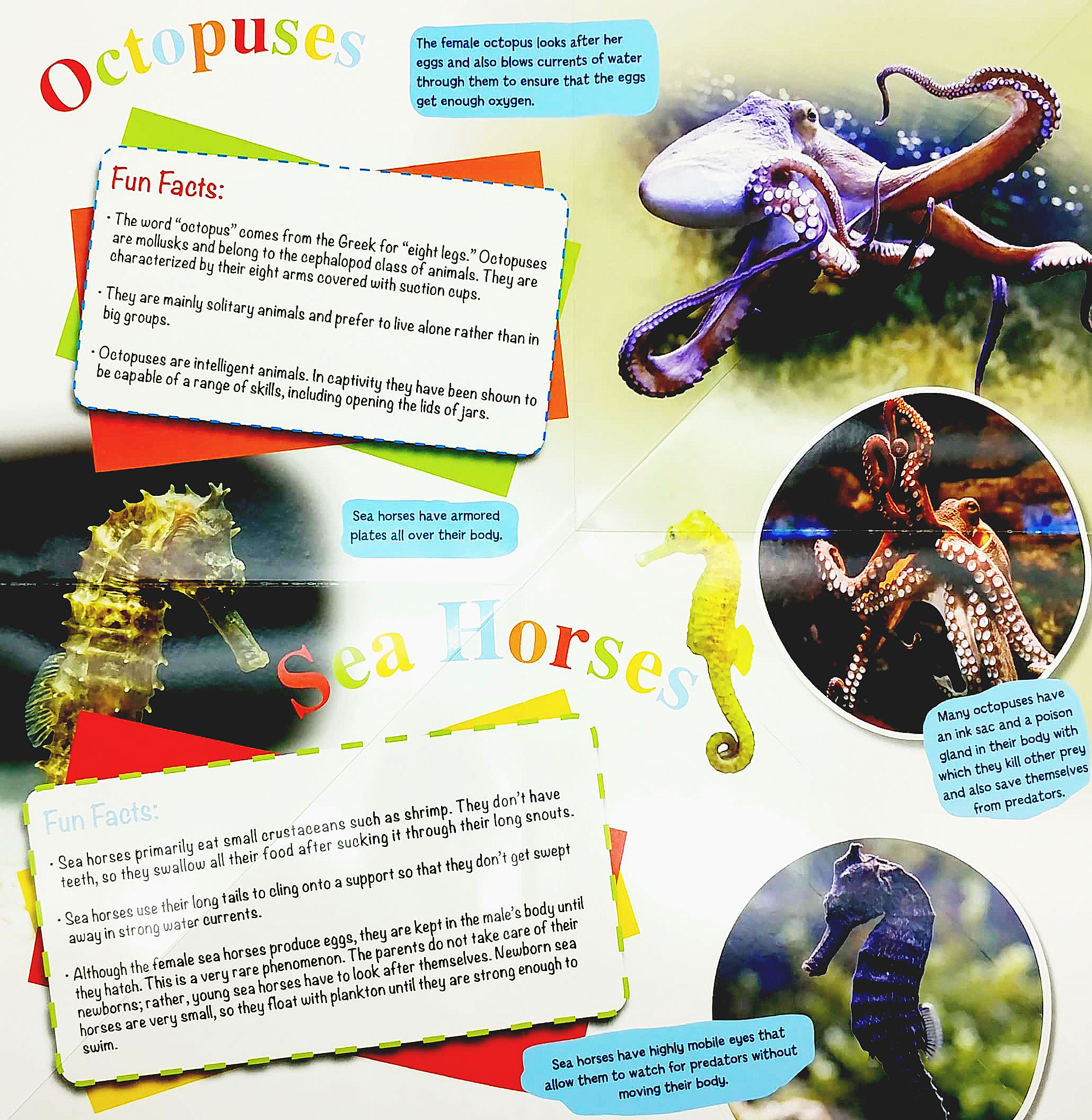 wonder of learning - discover sea animals foldout reference book - Ảnh 3