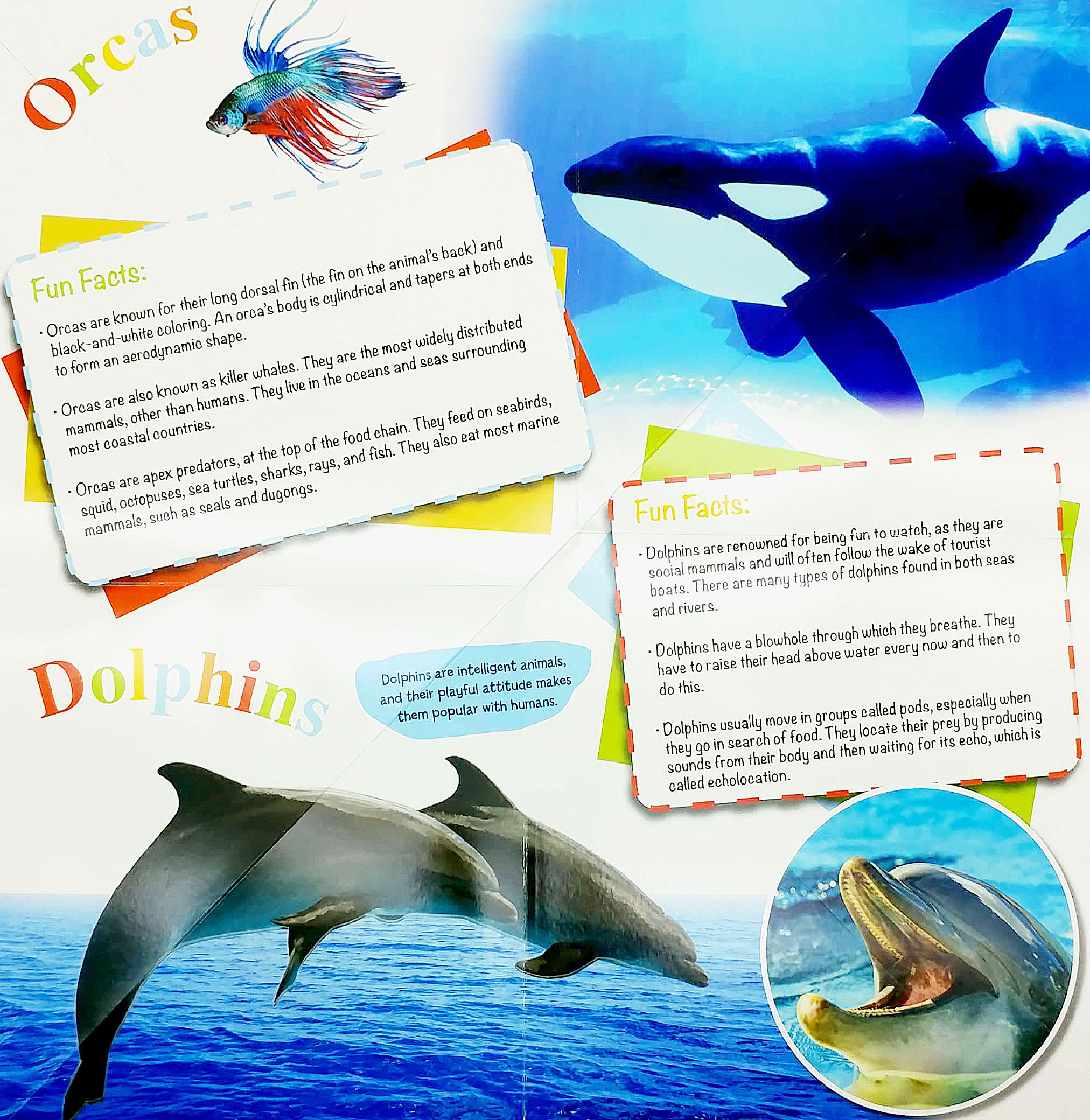 wonder of learning - discover sea animals foldout reference book - Ảnh 4