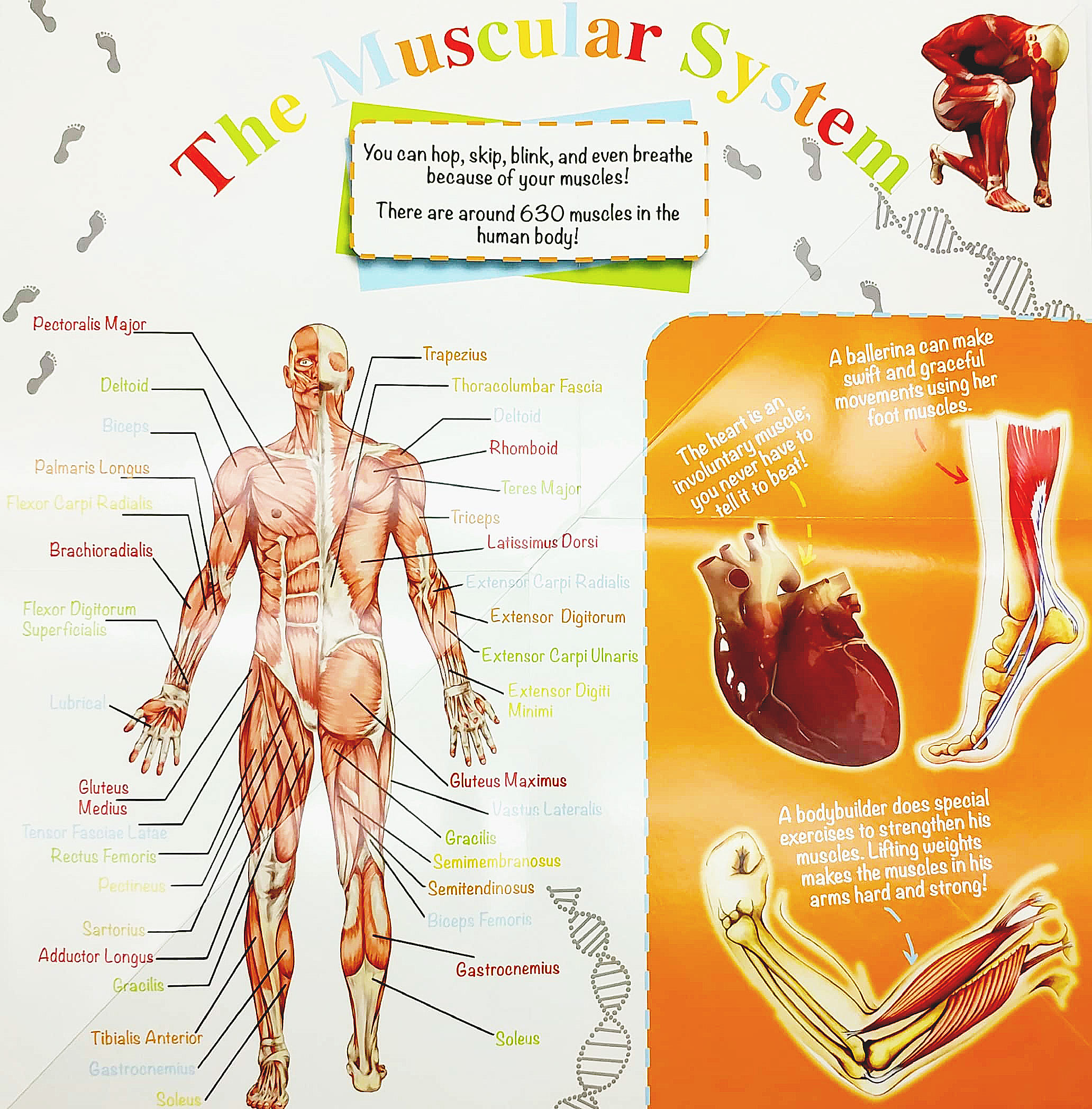 wonder of learning - discover the human body foldout reference book - Ảnh 4
