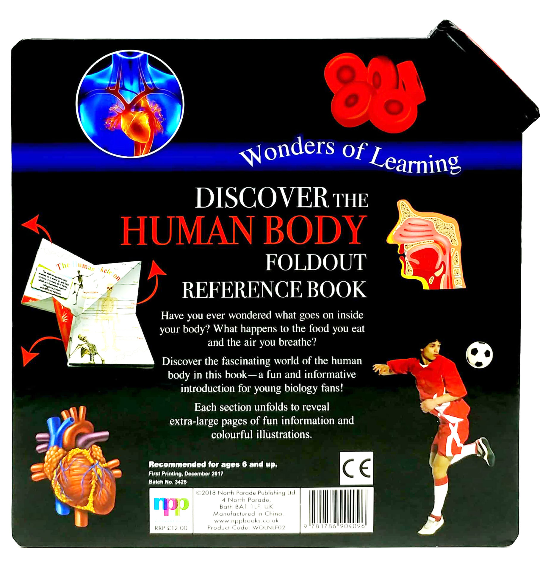 wonder of learning - discover the human body foldout reference book - Ảnh 5