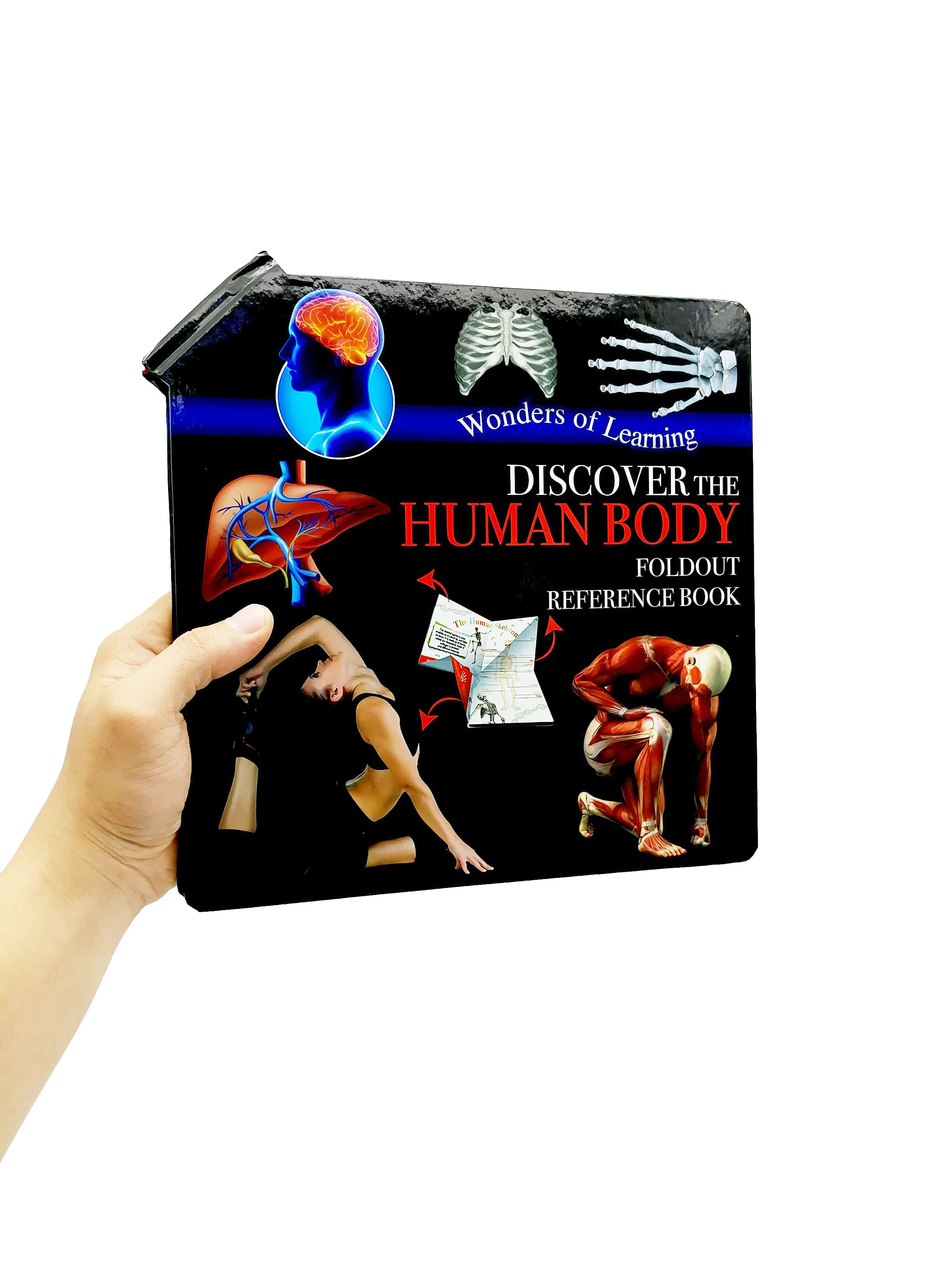 wonder of learning - discover the human body foldout reference book - Ảnh 6