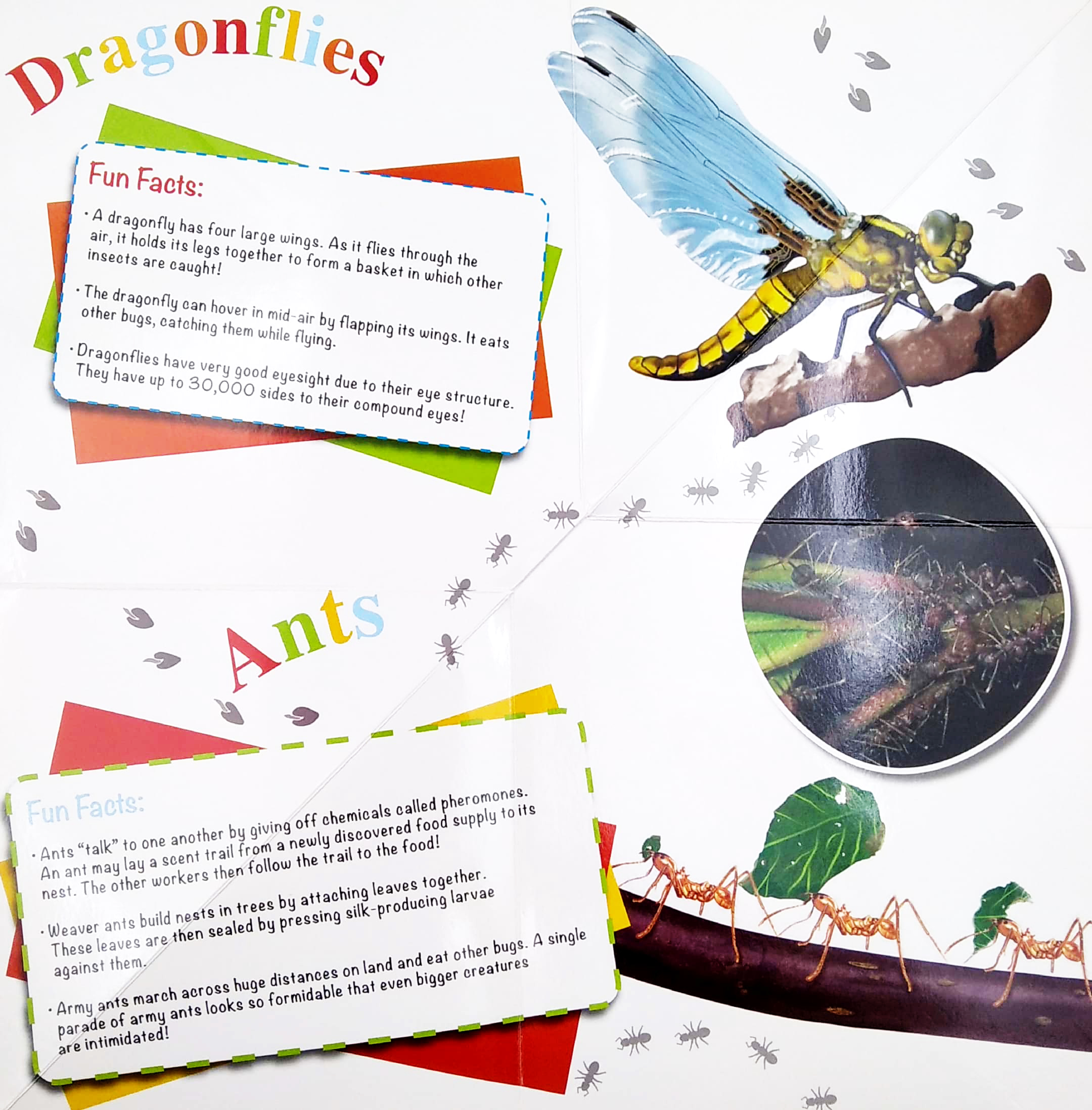 wonder of learning - my fold-out book of bugs - Ảnh 3