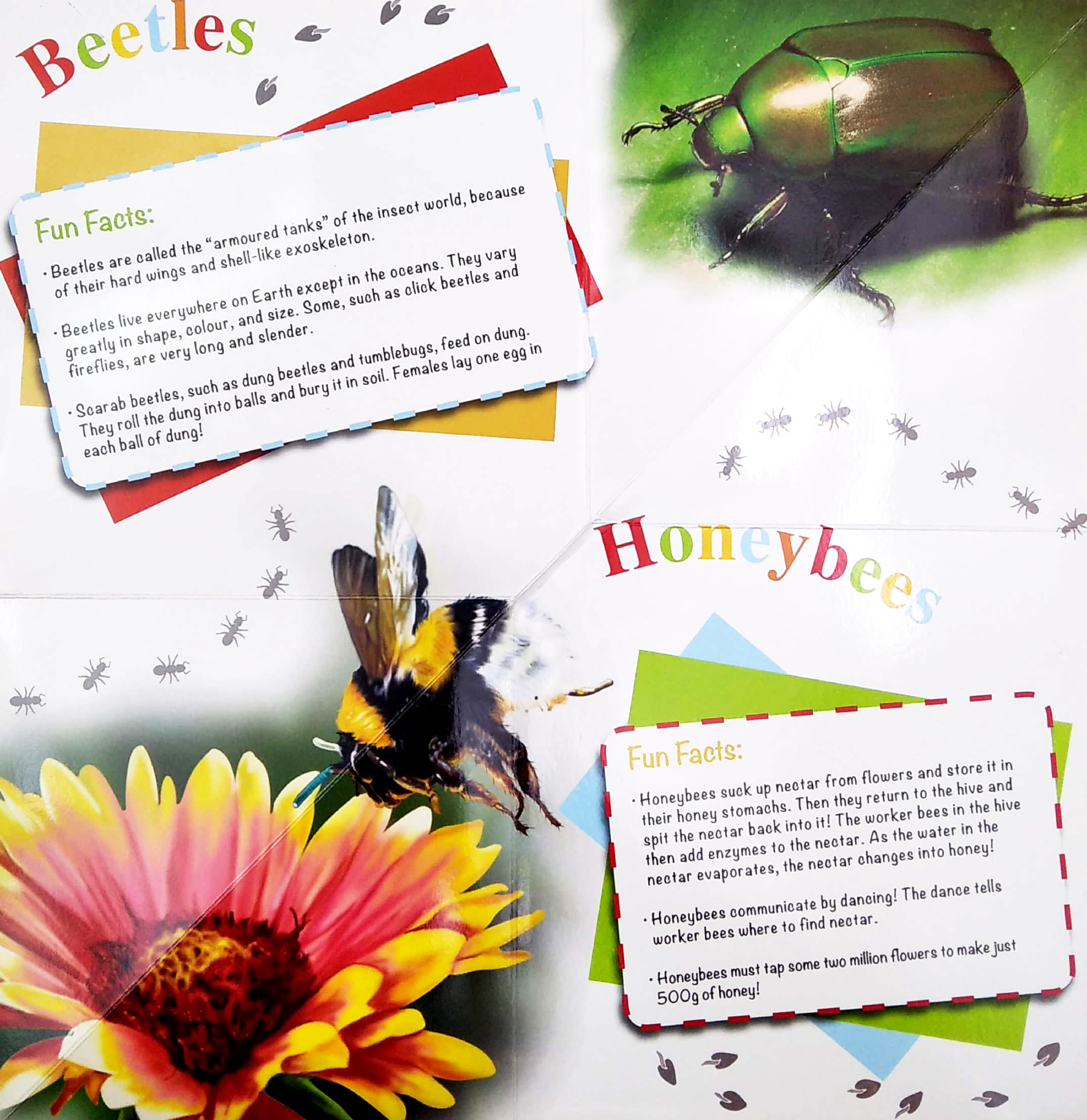 wonder of learning - my fold-out book of bugs - Ảnh 4