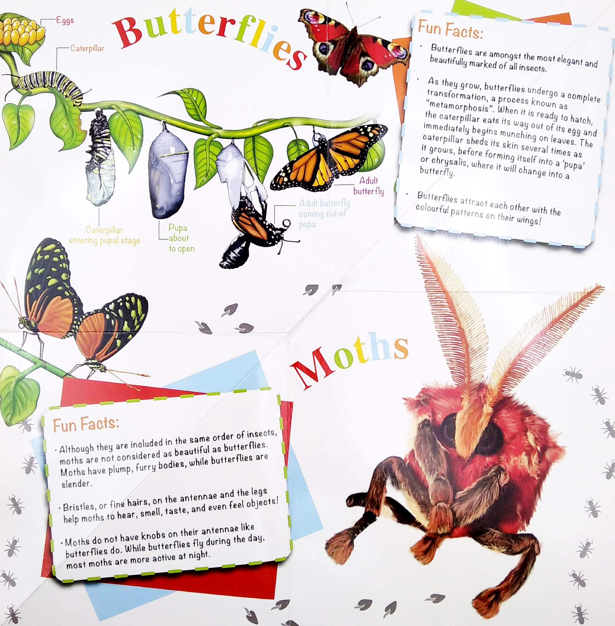 wonder of learning - my fold-out book of bugs - Ảnh 5
