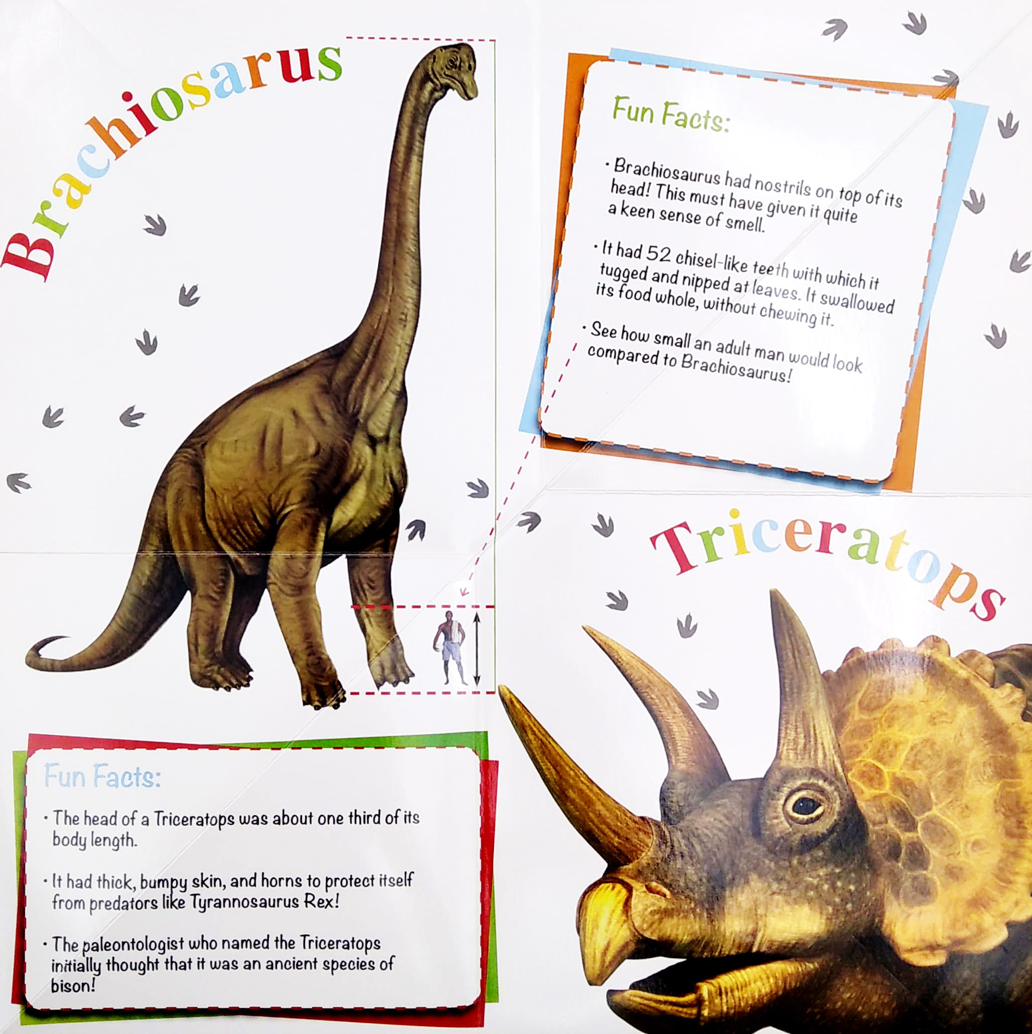 wonder of learning - my fold-out book of dinosaurs - Ảnh 5