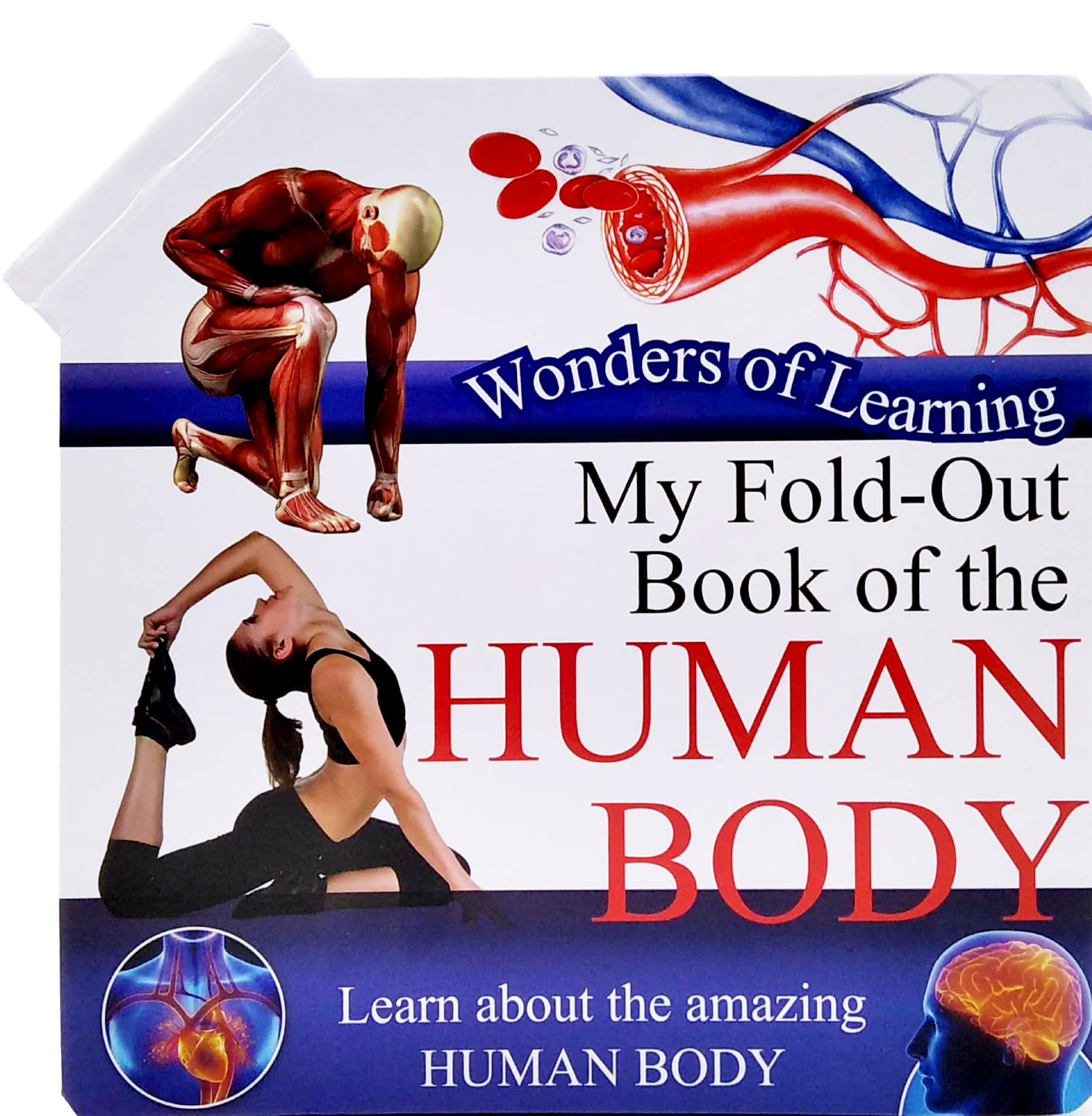 wonder of learning - my fold-out book of the human body - Ảnh 2