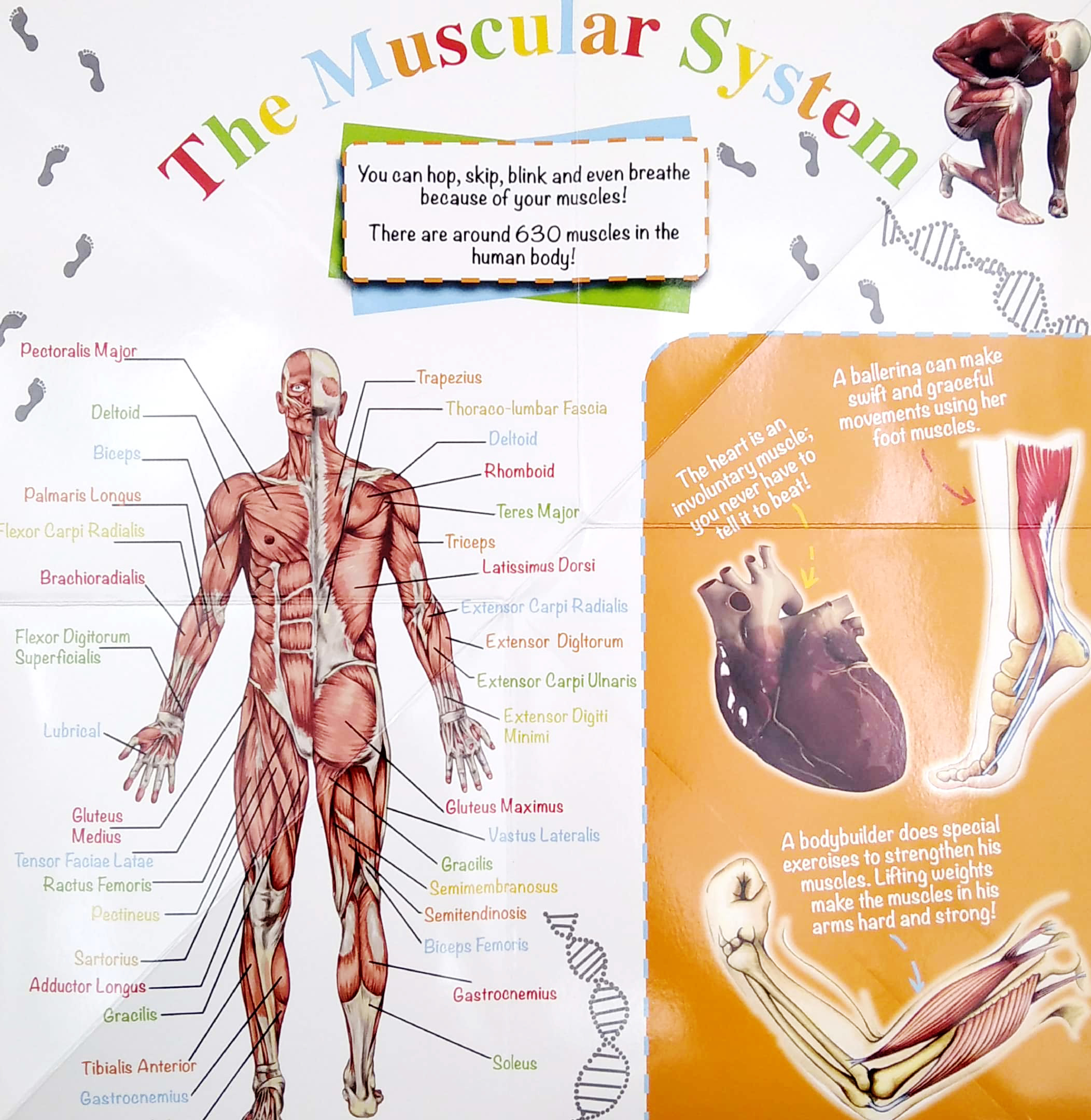 wonder of learning - my fold-out book of the human body - Ảnh 4