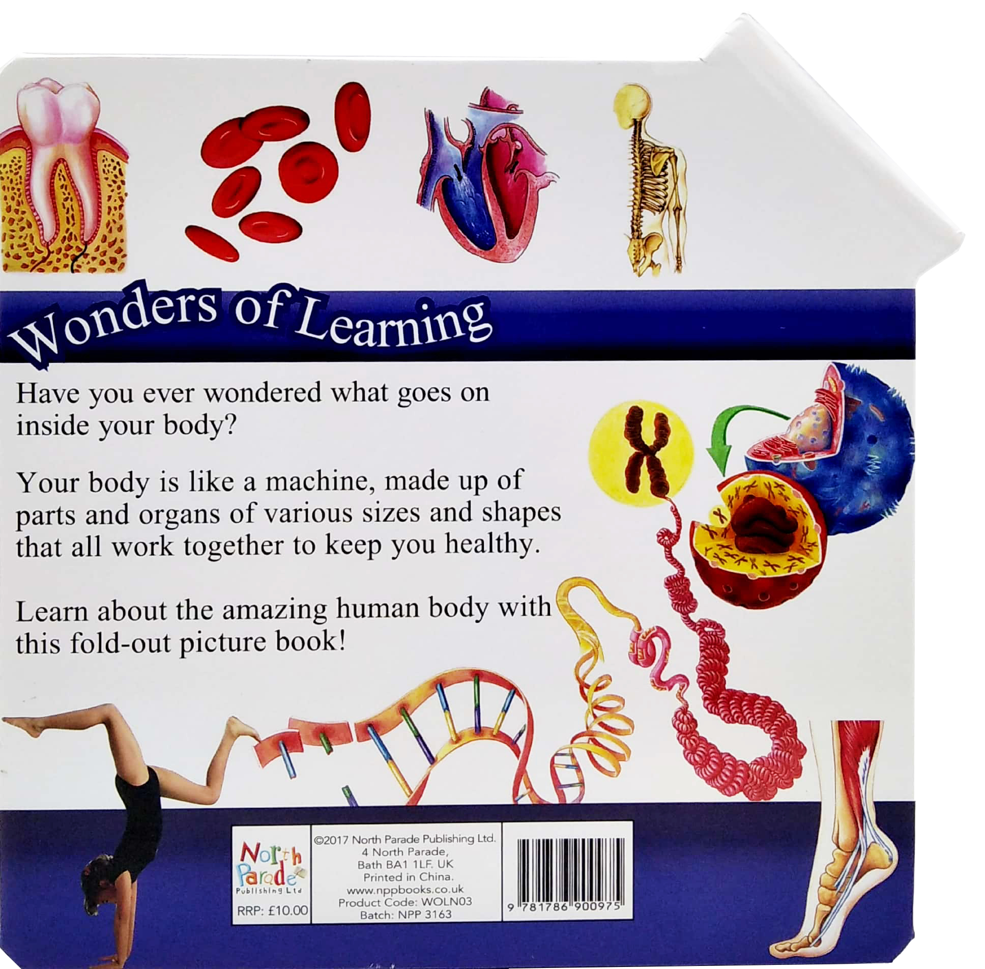 wonder of learning - my fold-out book of the human body - Ảnh 6