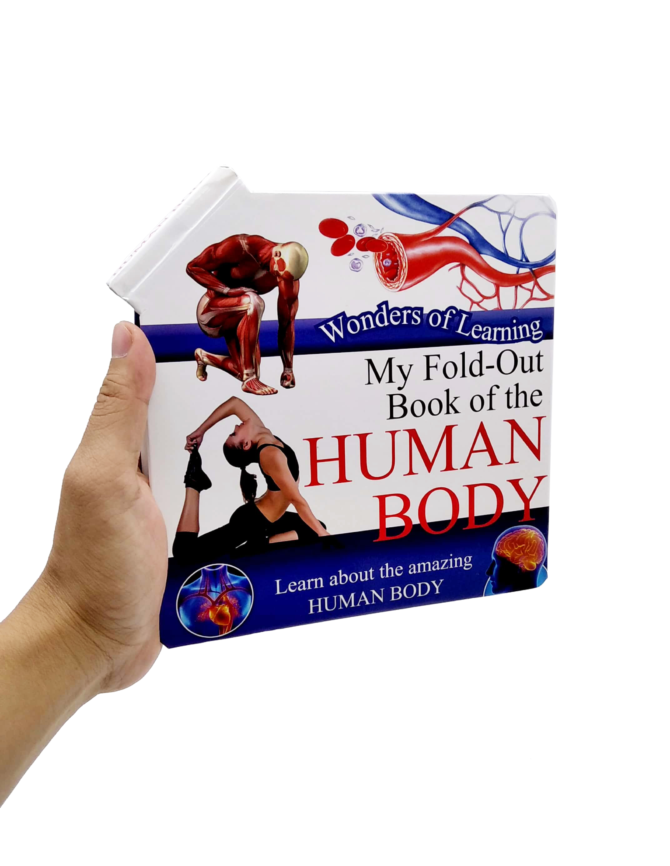 wonder of learning - my fold-out book of the human body - Ảnh 7