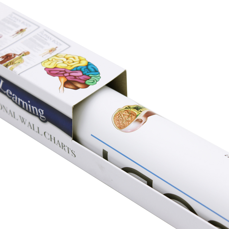 wonders of learning educational wall chart: discover the human body - Ảnh 5