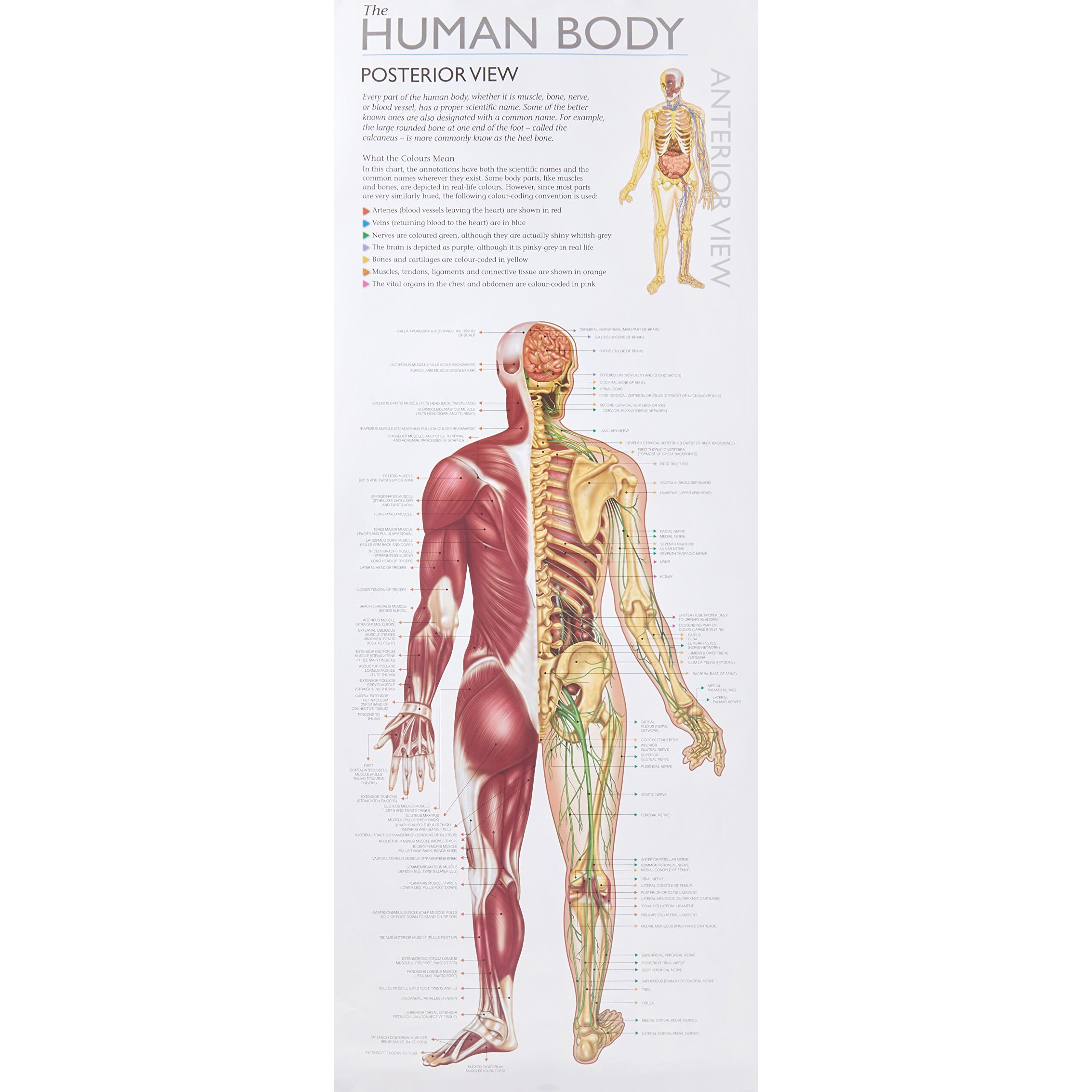 wonders of learning educational wall chart: discover the human body - Ảnh 7