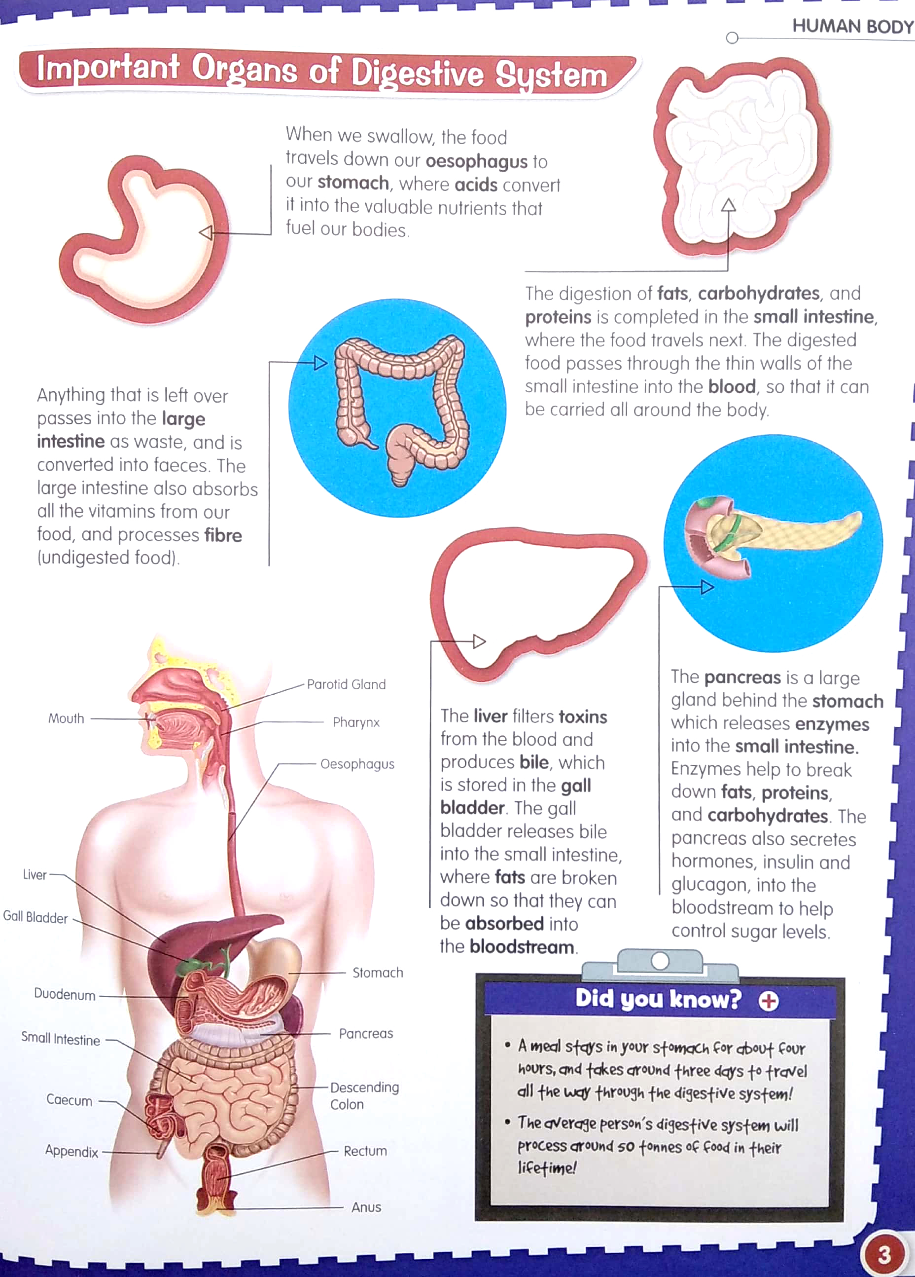 wonders of learning - sticker book - human body - Ảnh 5