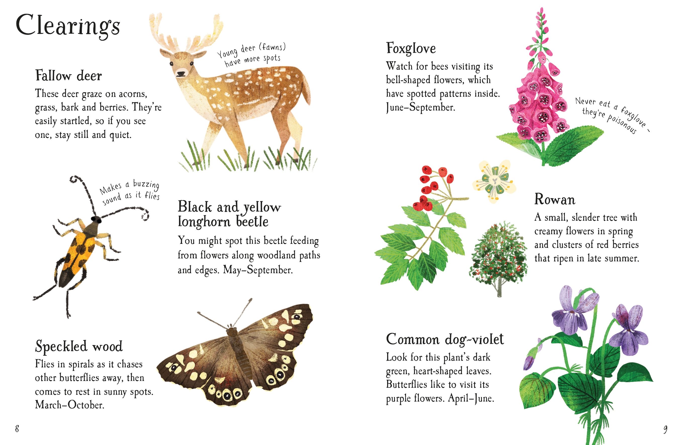 woodland life to spot - Ảnh 4